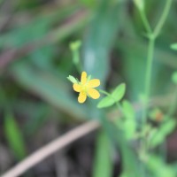 Hypericum japonicum Thunb.